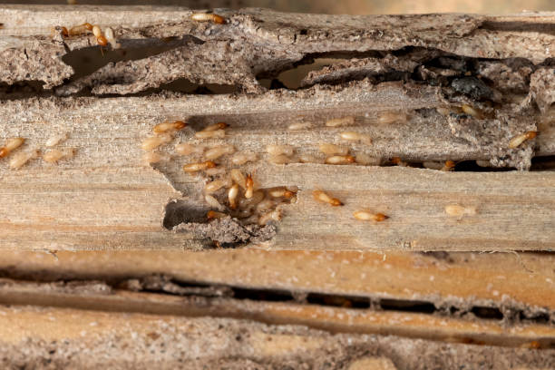 Best Flea Control Services  in Cresco, IA