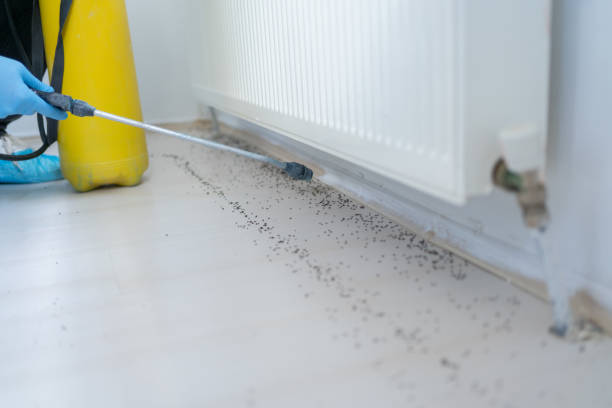Best Wasp Removal Services  in Cresco, IA